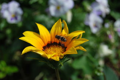 Close-up of yellow flower