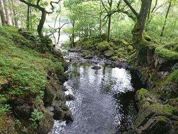 Stream flowing through rocks in forest