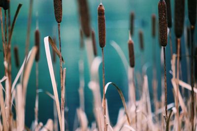 Close-up of plants against blurred background