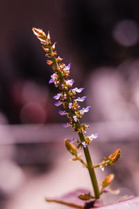 Coleus plant flower blur background