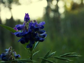 Close-up of purple flowers blooming