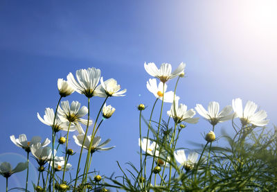 Close-up of white flowering plants against clear blue sky