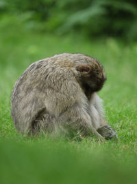 Side view of monkey sitting on field