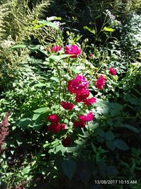 Close-up of flowers blooming on tree