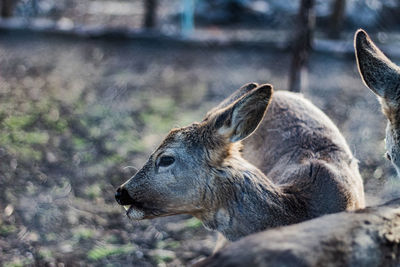 Close-up of deer in zoo