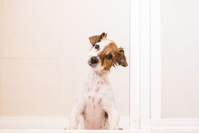 Portrait of dog sitting against wall at home