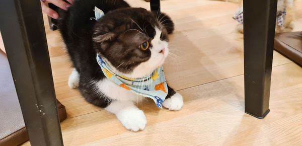 High angle view of cat on floor at home