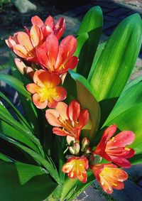 Close-up of flowers blooming outdoors