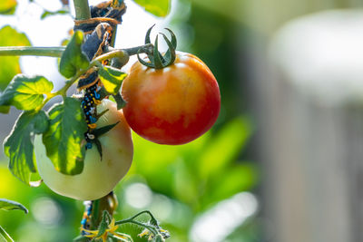Close-up of fruits hanging from plant