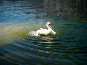 Swan swimming on lake