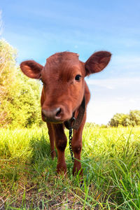 Portrait of cow on field