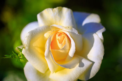 Close-up of yellow rose blooming in park