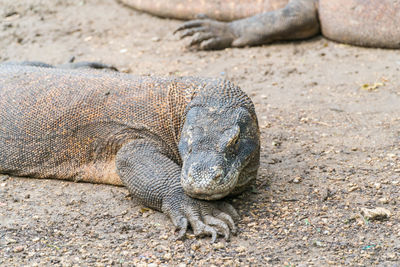 Close-up of lizard on sand at beach