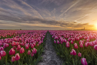 Pink flowers growing on field against sky during sunset