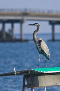 Close-up of gray heron perching on railing