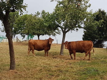 Horses standing in a field
