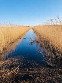 Scenic view of field against clear sky