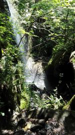 Scenic view of waterfall in forest