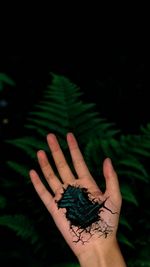 Close-up of hand on leaf against black background