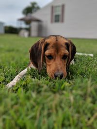 Portrait of dog on field