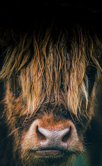 Close-up portrait of a horse