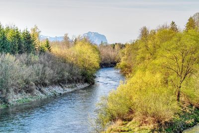 Scenic view of river amidst trees against sky