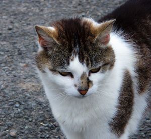 High angle view of cat looking at camera