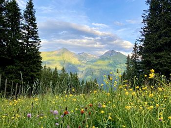 Scenic view of flowering plants and trees on field against sky