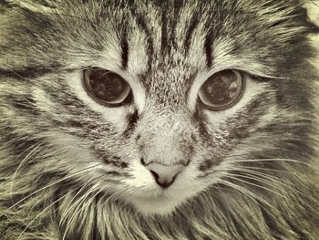 Close-up portrait of cat