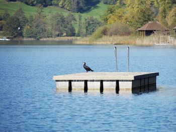 Swan perching on lake against trees