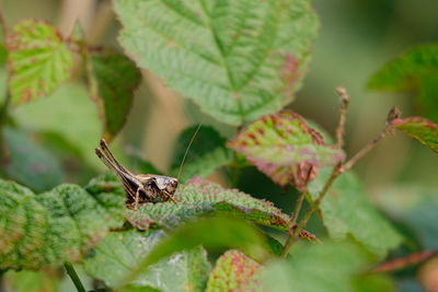 Close-up of bee pollinating on leaf