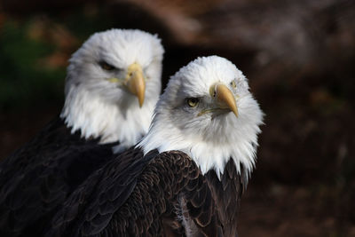 Close-up of portrait of bald eagles 