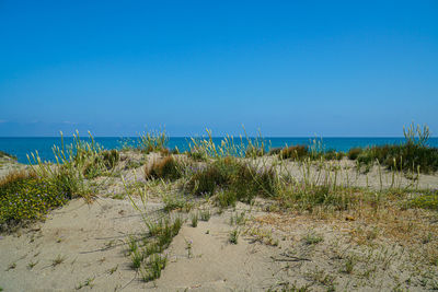 Plants growing on beach against clear blue sky