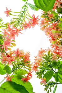 Low angle view of flowering plants against sky