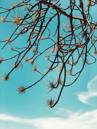 Low angle view of bare tree against blue sky