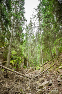 Trees in forest