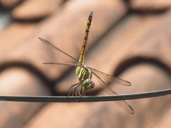 Close-up of dragonfly on leaf