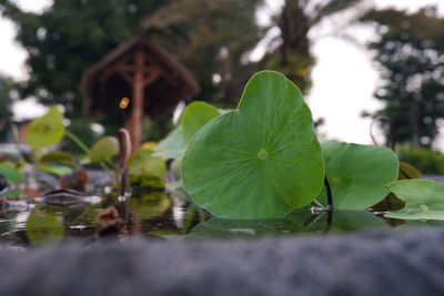 Close-up of leaves on plant