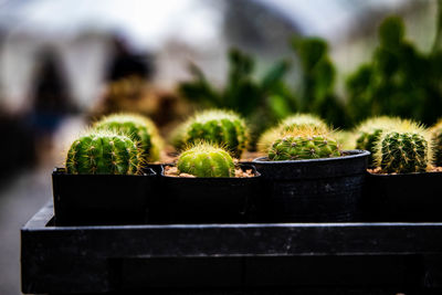 Close-up of potted cactus plant in yard
