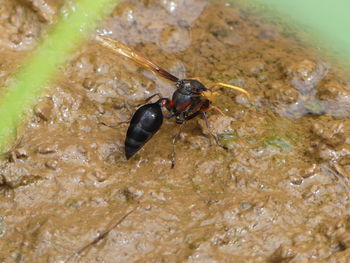 High angle view of insect in water