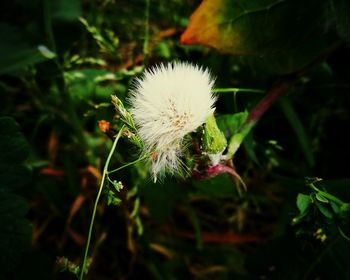 Close-up of flower