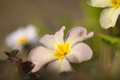 Close-up of white flowering plant
