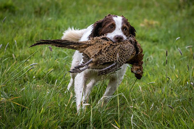 Portrait of dog on field