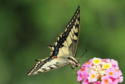 Close-up of butterfly pollinating on flower