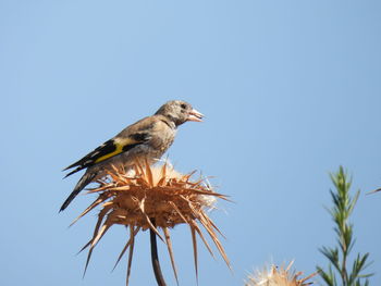 Low angle view of bird perching against clear blue sky