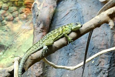 Close-up of lizard on tree