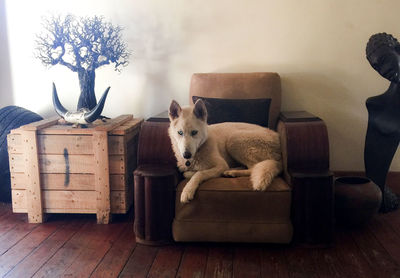 View of dog sitting on table at home