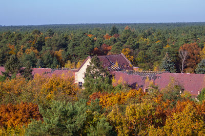 Scenic view of trees