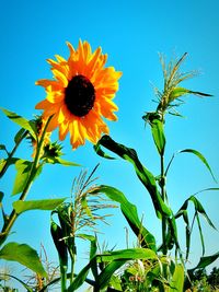 Low angle view of yellow flowers blooming against sky