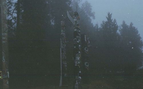 Trees in the dark